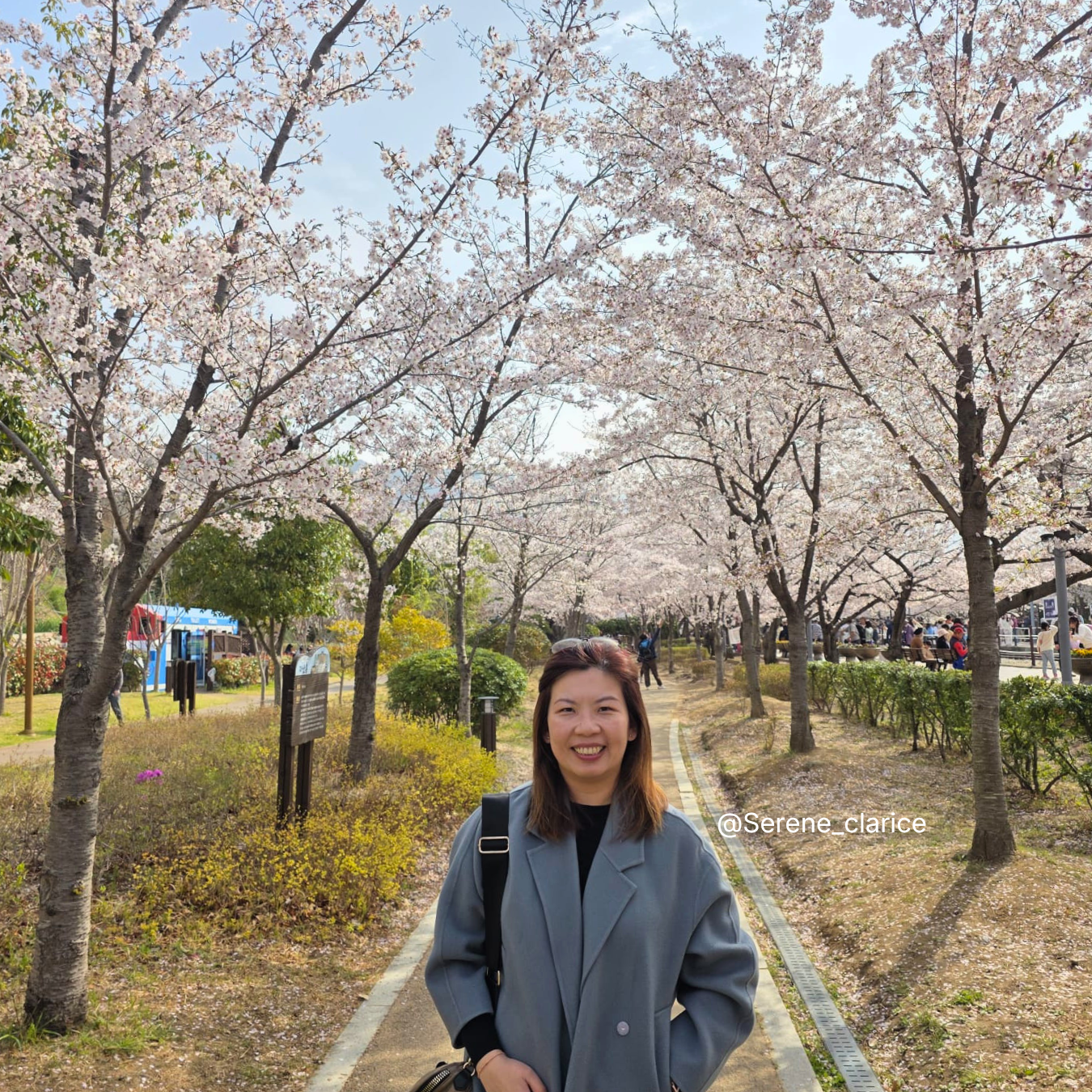 Woman standing in a park with cherry blossom trees in full bloom